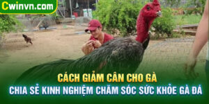 Cách giảm cân cho gà - Chia sẻ kinh nghiệm chăm sóc sức khỏe gà đá