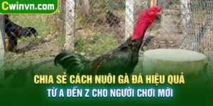 Chia sẻ cách nuôi gà đá hiệu quả từ A đến Z cho người chơi mới