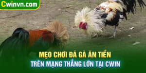 Mẹo chơi đá gà ăn tiền trên mạng thắng lớn tại Cwin